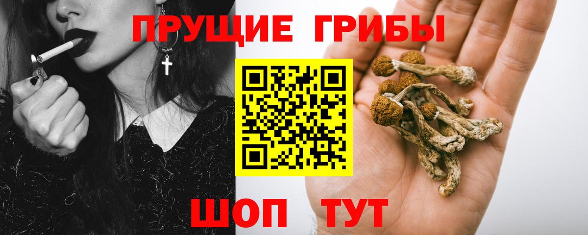 Гатчина  Псилоцибиновые грибы мицелий  хочу наркоту  Псилоцибиновые грибы Cubensis  Вход с VPN 